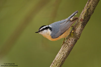 Red-Breasted-Nuthatch_MG_2654.jpg