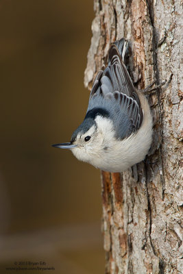 White-Breasted-Nuthatch_MG_2594.jpg