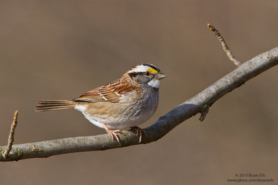 White-Throated-Sparrow_MG_2836.jpg