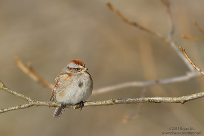 American-Tree-Sparrow_MG_2827.jpg