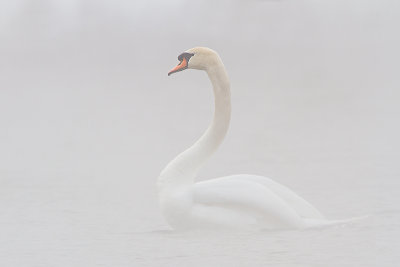 Mute-Swan_MG_2860.jpg