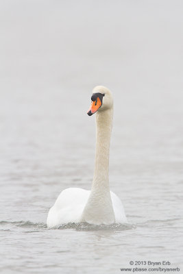 Mute-Swan_MG_2843.jpg