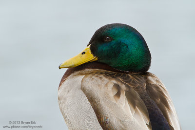 Mallard-Drake-Portrait_MG_3108.jpg