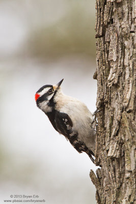 Downy-Woodpecker_MG_3282.jpg