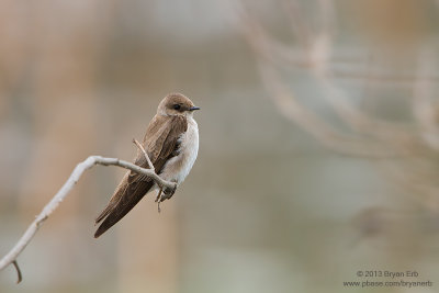 Northern-Rough-Winged-Swallow_MG_4372.jpg
