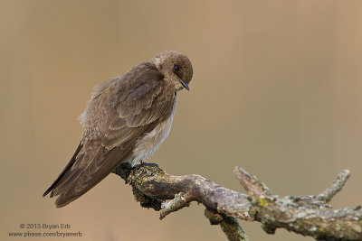 Northern-Rough-Winged-Swallow_MG_4890.jpg
