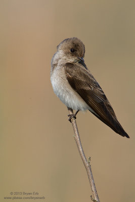Northern-Rough-Winged-Swallow_MG_4827.jpg