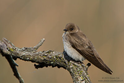 Northern-Roughwinged-Swallow_MG_4755.jpg