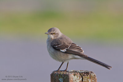 Northern-Mockingbird_MG_4928.jpg