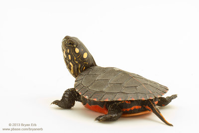 Painted-Turtle_MG_5025.jpg