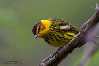 Cape-May-Warbler_MG_5101.jpg