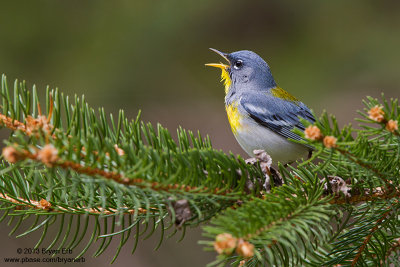 Northern-Parula_MG_5089.jpg