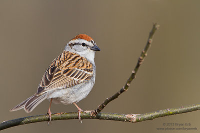 Chipping-Sparrow_MG_5055.jpg