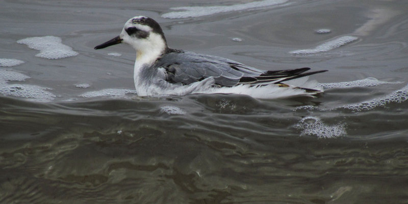 Red Phalarope 11-5-12 Fond du Lac - Lake Winnebago.jpg