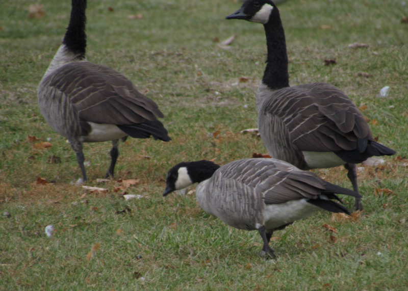Cackling Goose 11-5-12 Fond du Lac - Lakeside Parkjpg