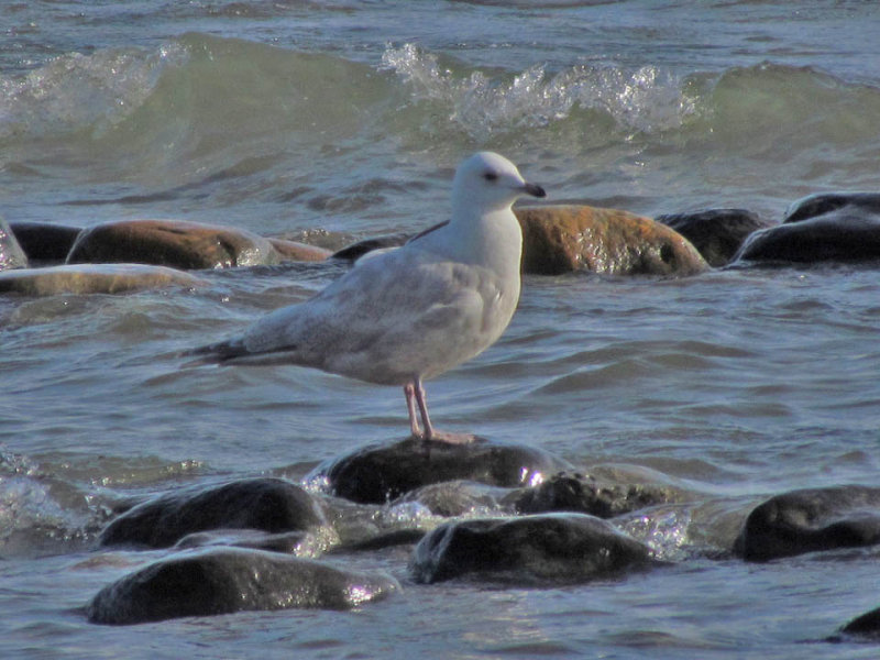 Iceland Gull 1-12-13 North Point Milwaukee, WI.jpg