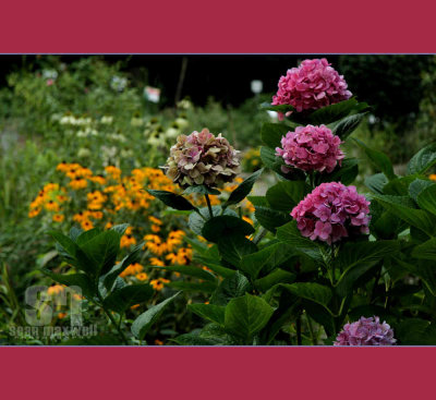 Flowers at Park in New York