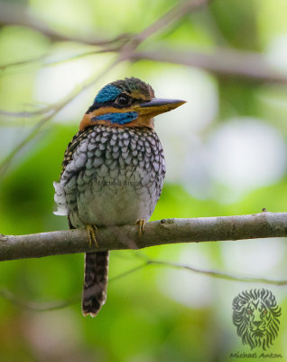 Spotted Wood-Kingfisher (male) 