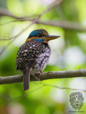 Spotted Wood-Kingfisher (male) 