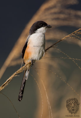 Shrike, Long-Tailed (Lanius schach)