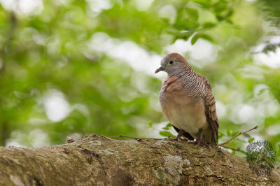 Dove, Zebra