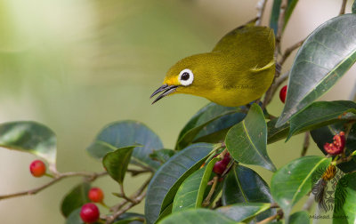 Yellowish White-Eye (Zosterops nigrorum)