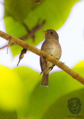 Ashy-Breasted Flycatcher 