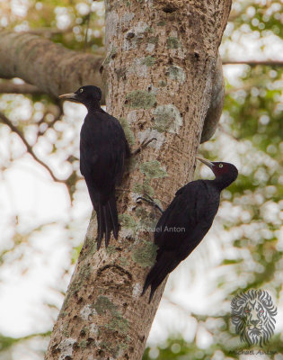  Northern Sooty Woodpecker (female-left, male-right) (Mulleripicus funebris)