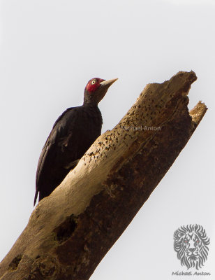 Northern Sooty Woodpecker (male) (Mulleripicus funebris)