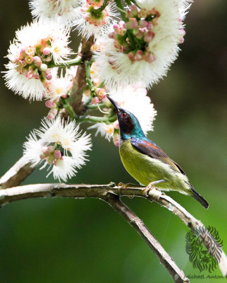 Grey-throated Sunbird (Anthreptes griseigularis)