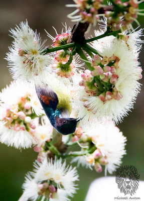 Grey-throated Sunbird (Anthreptes griseigularis)