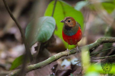  Pitta, Red Bellied