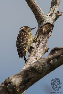 Philippine Pygmy Woodpecker