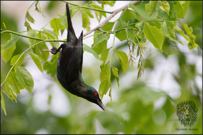 Asian Glossy Starling 