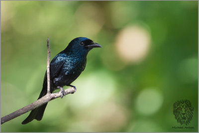 Drongo, Balicassiao (Dicrurus balicassius)