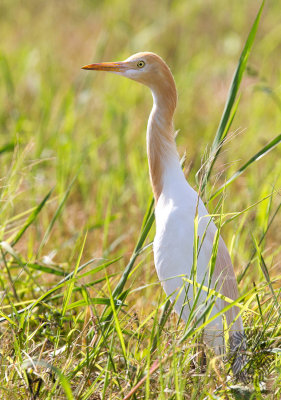Cattle Egret 