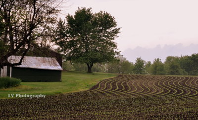 A young crop