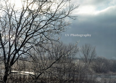 Winter Icy Tree