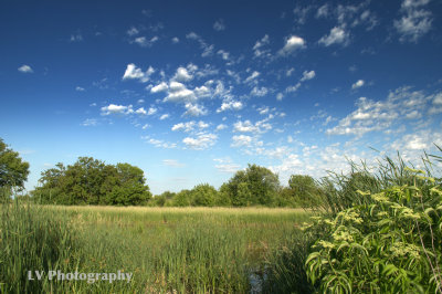 Prairie grass and sky