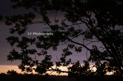 A Summer morning tree silhouette