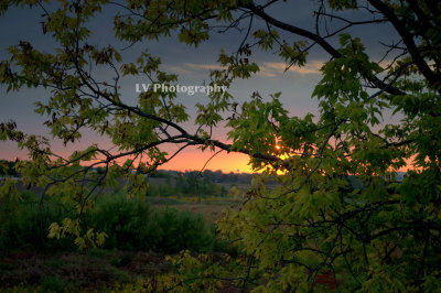 Sunrise through a fall tree