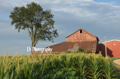 Golden Crop and Barn