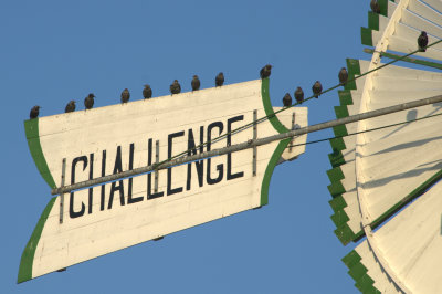 Birds on Challenge.jpg