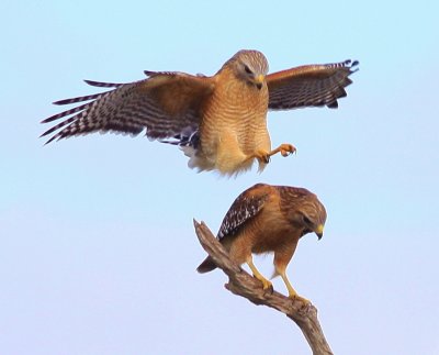 Red-shoulderd Hawks
