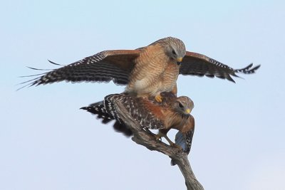 Red-Shoulderd Hawks