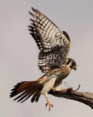 American Kestrel On The Hunt