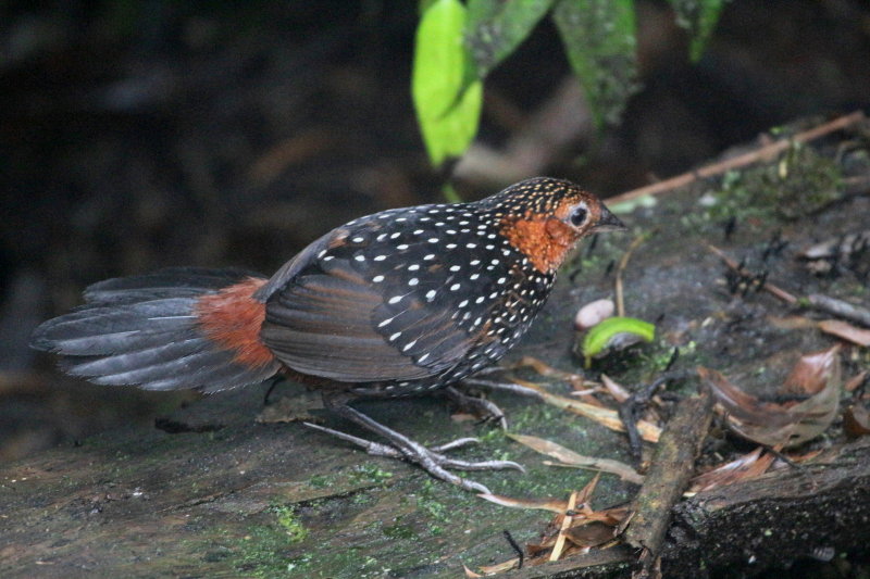 Ocellated Tapaculo