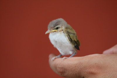 Red-eyed Vireo youngster