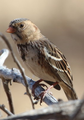 Harris's Sparrow 