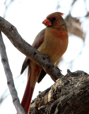 Northern Cardinal